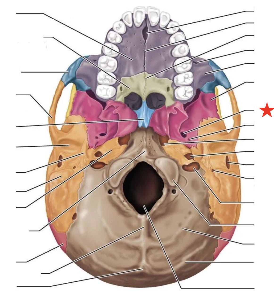 knowt flashcard image