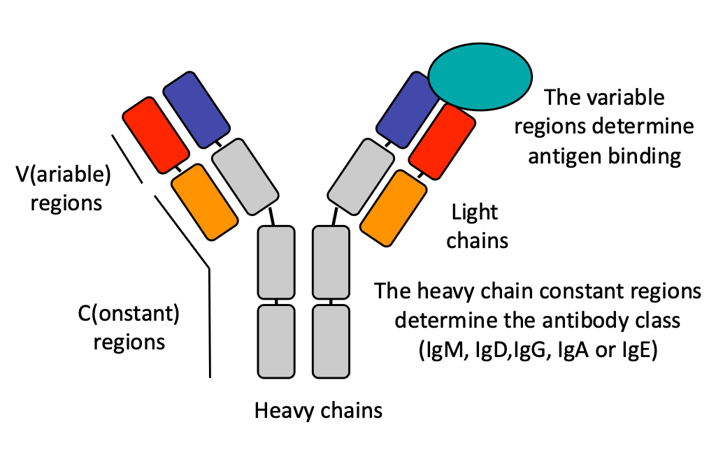 <p><span>An antibody consists of:</span></p><ul><li><p><strong>Two heavy chains</strong><span> (shown in red) and </span><strong>two light chains</strong><span> (shown in blue)</span></p></li></ul><p></p><ul><li><p><span style="color: rgb(236, 255, 197);"><strong>Variable region</strong></span><span> - Located at the top of the antibody; this is the region that binds to the antigen. Both heavy and light chains have variable regions</span></p></li></ul><p></p><ul><li><p><span style="color: rgb(184, 205, 255);"><strong>Constant region</strong></span><span style="color: rgb(184, 205, 255);"> </span><span>- Located at the bottom; this region is longer in the heavy chain than in the light chain. The heavy chain constant region determines the antibody isotype (IgG, IgM, IgA, IgD, or IgE)</span></p></li></ul><p></p><ul><li><p><span>The variable region contains </span><strong>loop regions (CDRs - Complementarity Determining Regions)</strong><span> that directly contact the antigen. These loops are flexible and tolerate mutations well, unlike the beta sheet structures in other parts of the antibody</span></p></li></ul><p></p>