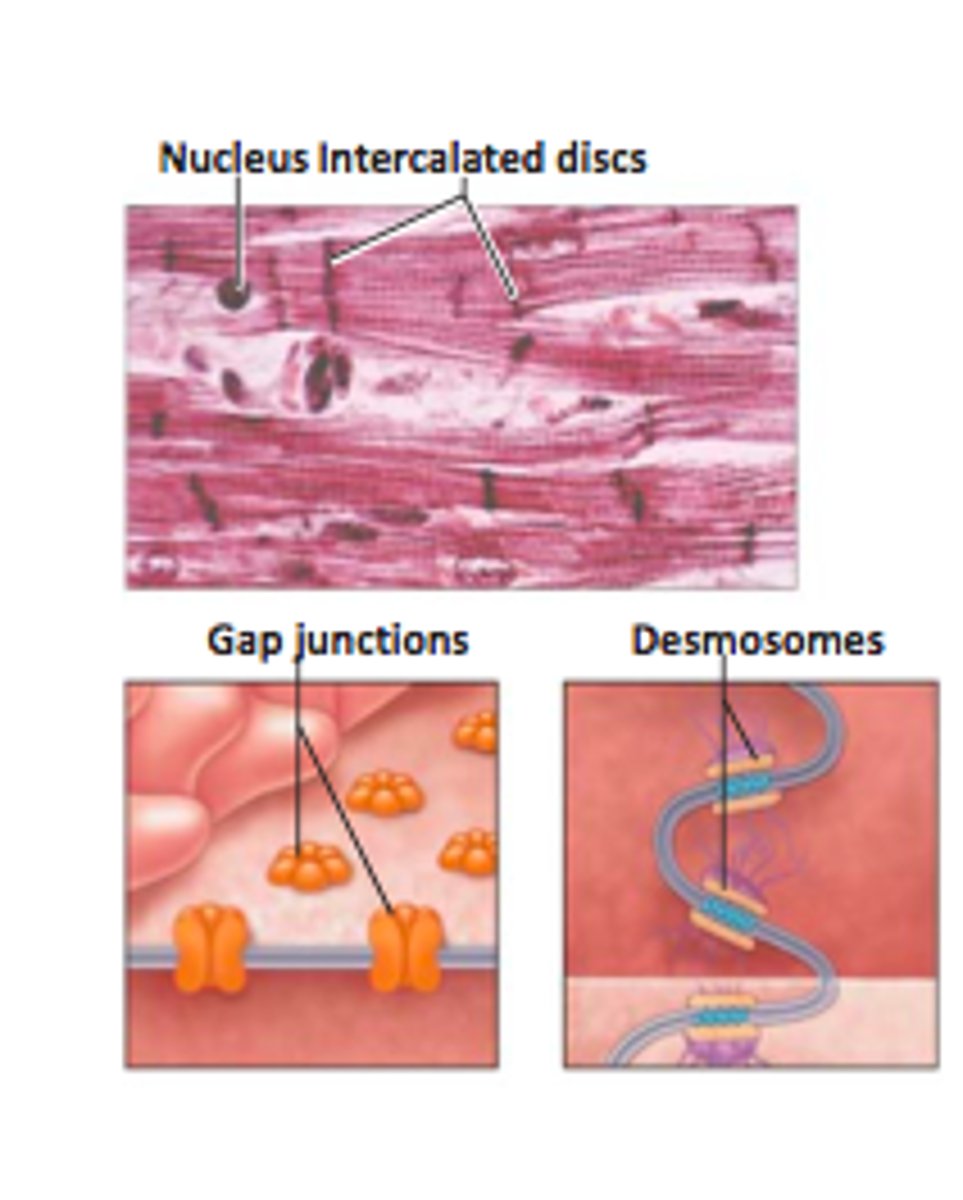 <p>Channels allowing electrical signals to pass between cardiac cells.</p>