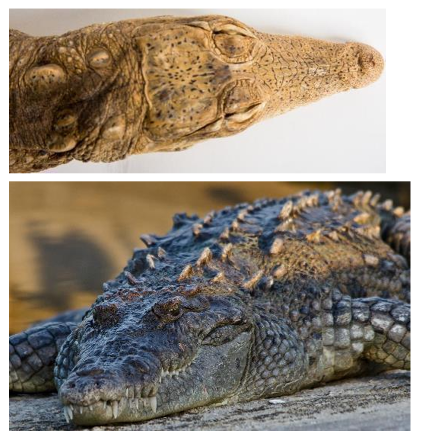 <p>Family: Crocodylidae</p><p>Family name: Crocodiles</p>