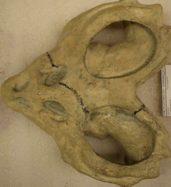 <p>bigass eyes + tooth plates or long neck or almost shelly</p>