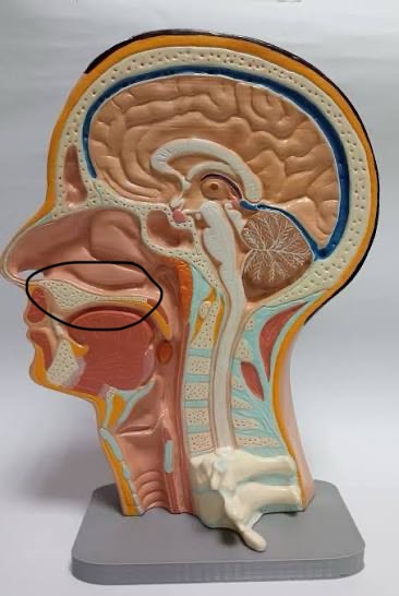 term image