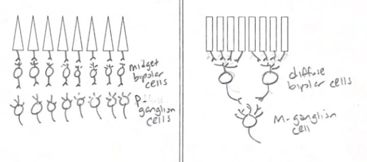 <ul><li><p>cones have 1:1 connection with cone bipolar cell (midget bipolars) &amp; ganglion cells, boosting spatial resolution + color vision</p></li><li><p>rods converge on single rod bipolar cell, boosting sensitivity</p></li></ul><p></p>
