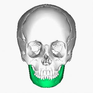 <p>lower jawbone and the largest, strongest, and only movable bone in the human skull</p>
