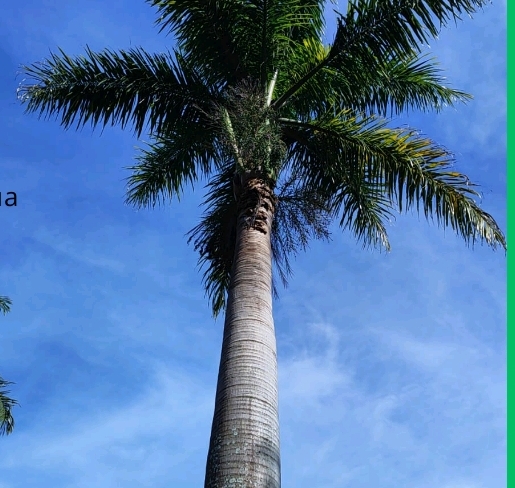 <p>Cycas revoluta; Cycadaceae; Gimnosperma</p>