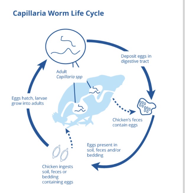 <p>Capillaria spp life cycle - Intermediate hosts </p>