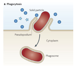 <p><span style="line-height: 115%;">This is a process where the cell membrane encloses solid particles</span></p><p></p>