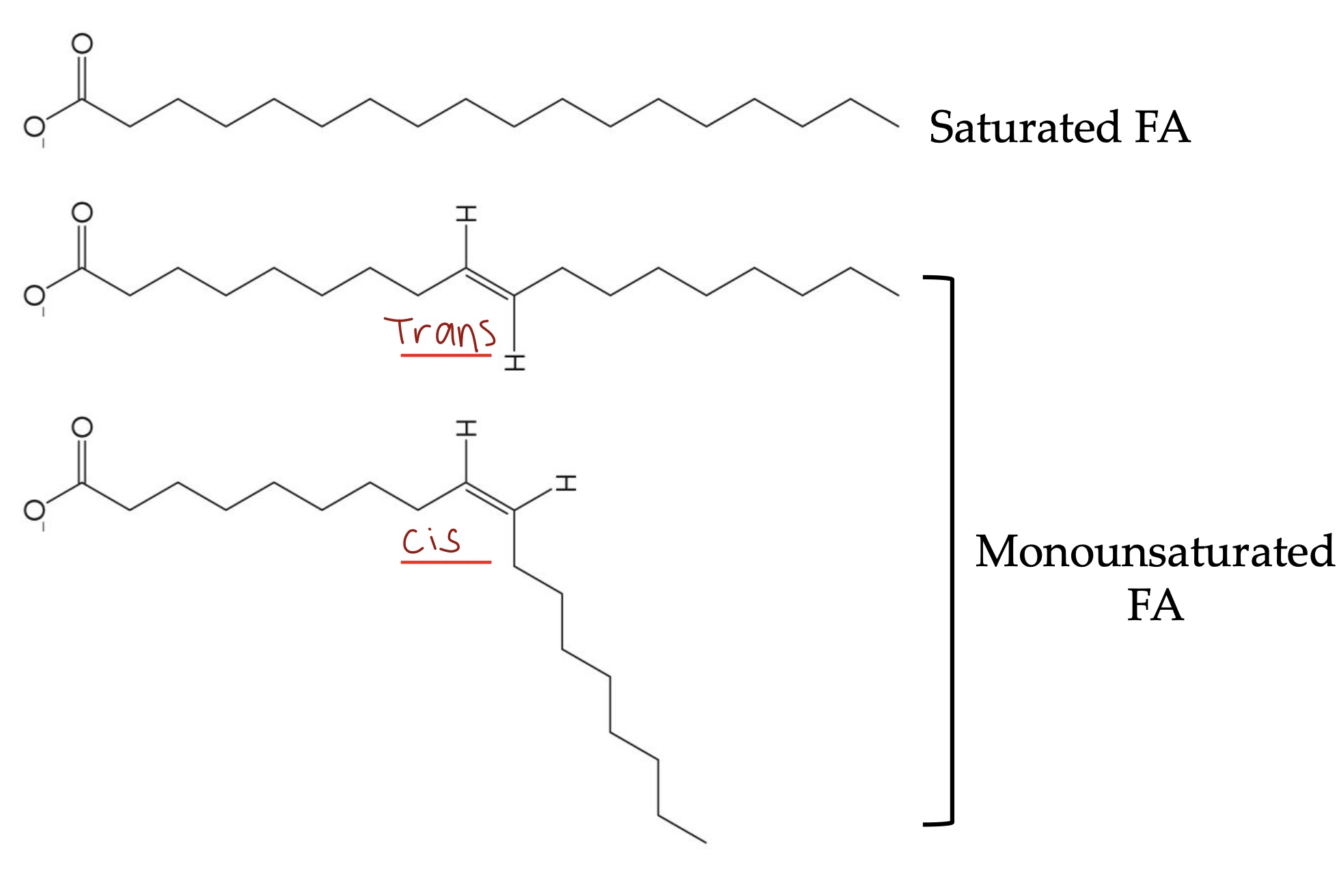 <p>Saturated → NO C=C</p><p>Unsaturated: Mono means 1 C=C, poly means more than 1 C=C. Can be cis or trans</p>