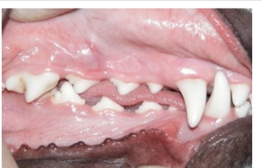 <p>Healthy = Normal pink &amp; moist </p>