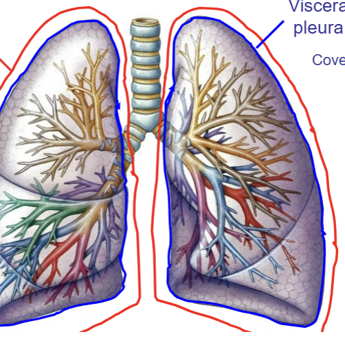 <p>Casing where the lung rests in. Visceral portion lies intimately against the lung structures, parietal pleura covers the body wall - forms the pleural cavity. Both are serous membranes and secrete slippery fluid into pleural cavity to reduce friciton of the lung when breathing in/out. Also effectively cuts off the right and left lung from one another (once air has entered into one lung, it is not able to be shared with the other lung). </p>