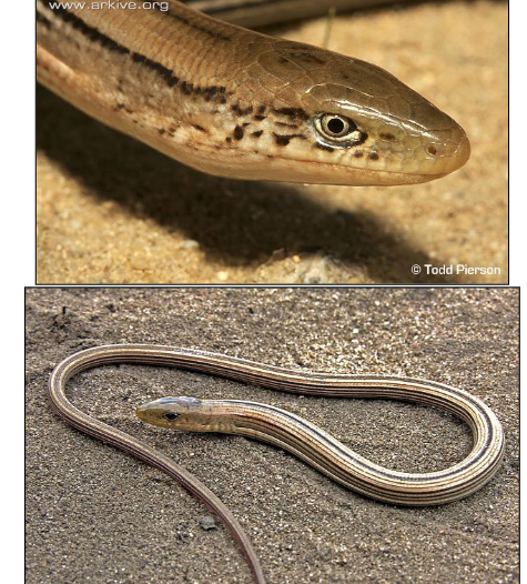 <p>Slender Glass Lizard, sgcn</p>