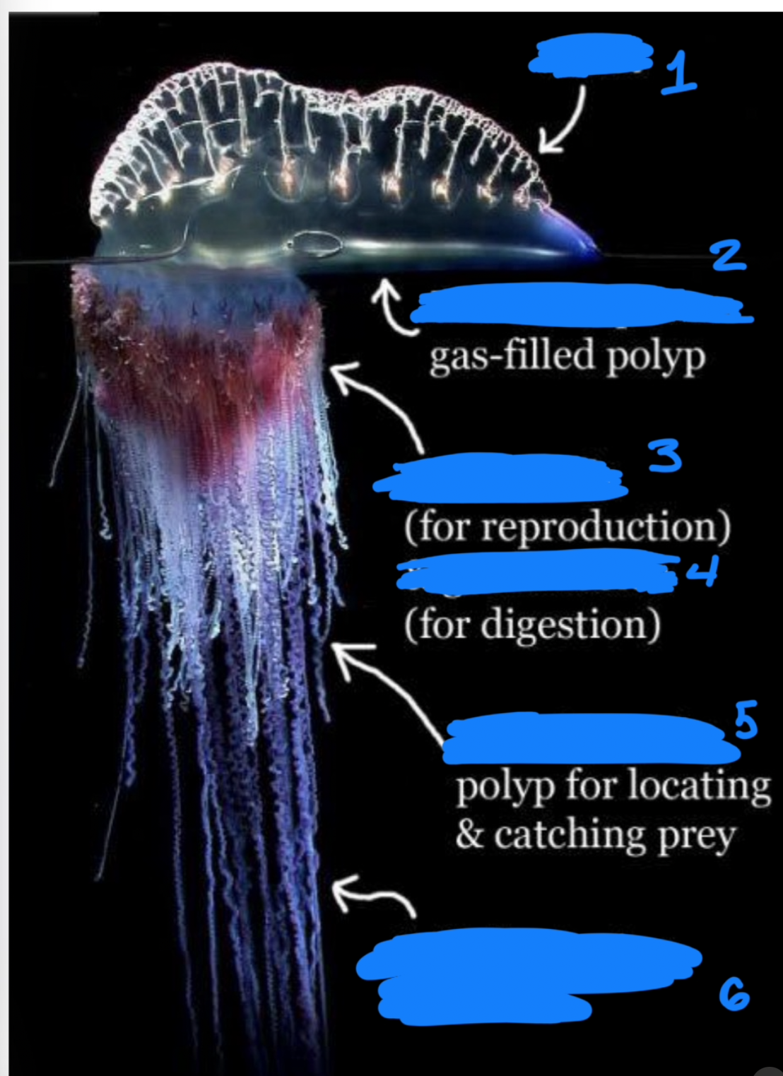 <p>What is the kingdom, phylum, class, and genus of this</p>