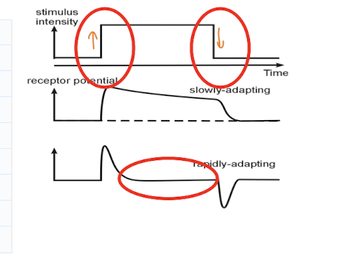 <p><strong><u>Adaptation (Rapid )</u></strong></p><ul><li><p>Rapidly adapting : RP elicited by change in stimulus energy, decays to _____ when stimulus is _______</p></li><li><p>interested in how ______ the stimulus is being delivered, the velocity of stimulus being delivered</p></li></ul><p></p>