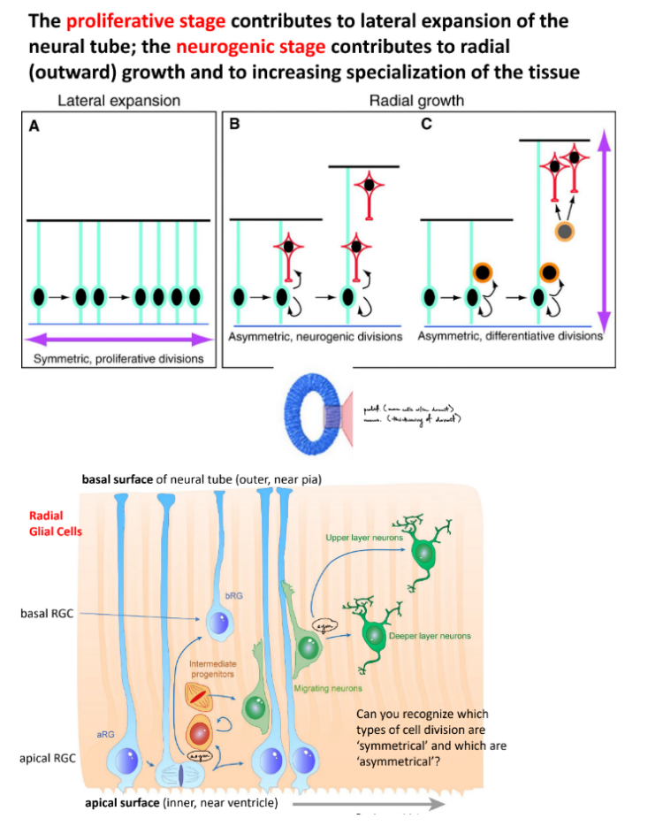 <p>neural progenitors (aka precursor for neurons &amp; glia) form in the <u>neural tube</u></p><ul><li><p><strong><u>radial glial cells (RGCs)</u></strong></p><ul><li><p><strong><u>proliferative stage</u></strong> ← mainly <u>sym</u>. division</p><ul><li><p>1 RGC will produce another RGC → SO have 2 RGCs (same daughter strands)</p></li></ul></li><li><p><strong><u>neurogenic stage</u></strong> ← mainly <u>asym</u>. division</p><ul><li><p>2 RGCs will differentiate into different things from e/o: neurons, oligodendrocytes, astrocytes</p></li></ul></li></ul></li></ul><p><strong>proliferative stage</strong> does <u>lateral expansion</u> of neural tube (more w/in the neural tube / <u>concentrated</u>)</p><p><strong>neurogenic stage</strong> does <u>radial growth</u> (<u>thickening</u>) to increase specialization of tissue</p><div data-type="horizontalRule"><hr></div><p>note that for neurogenic stage, the <strong><u>ventricular end (apical surface) is deepes</u></strong>t end &amp; <strong><u>pial end (basal surface) is shallowest </u></strong>end where newly differentiated cells go</p>