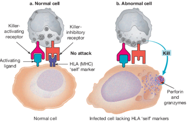 <p><span>Degranulation:</span></p><ol><li><p><span>Perforin molecules punch holes in the plasma membrane of target cells. This enables proteases into the target cell.</span></p></li><li><p class="E1844 x-scope qowt-point-para-77 list-type-buAuto" style="text-align: left;"><span>Proteases induce apoptosis once inside the target cell.</span></p></li></ol><p></p>