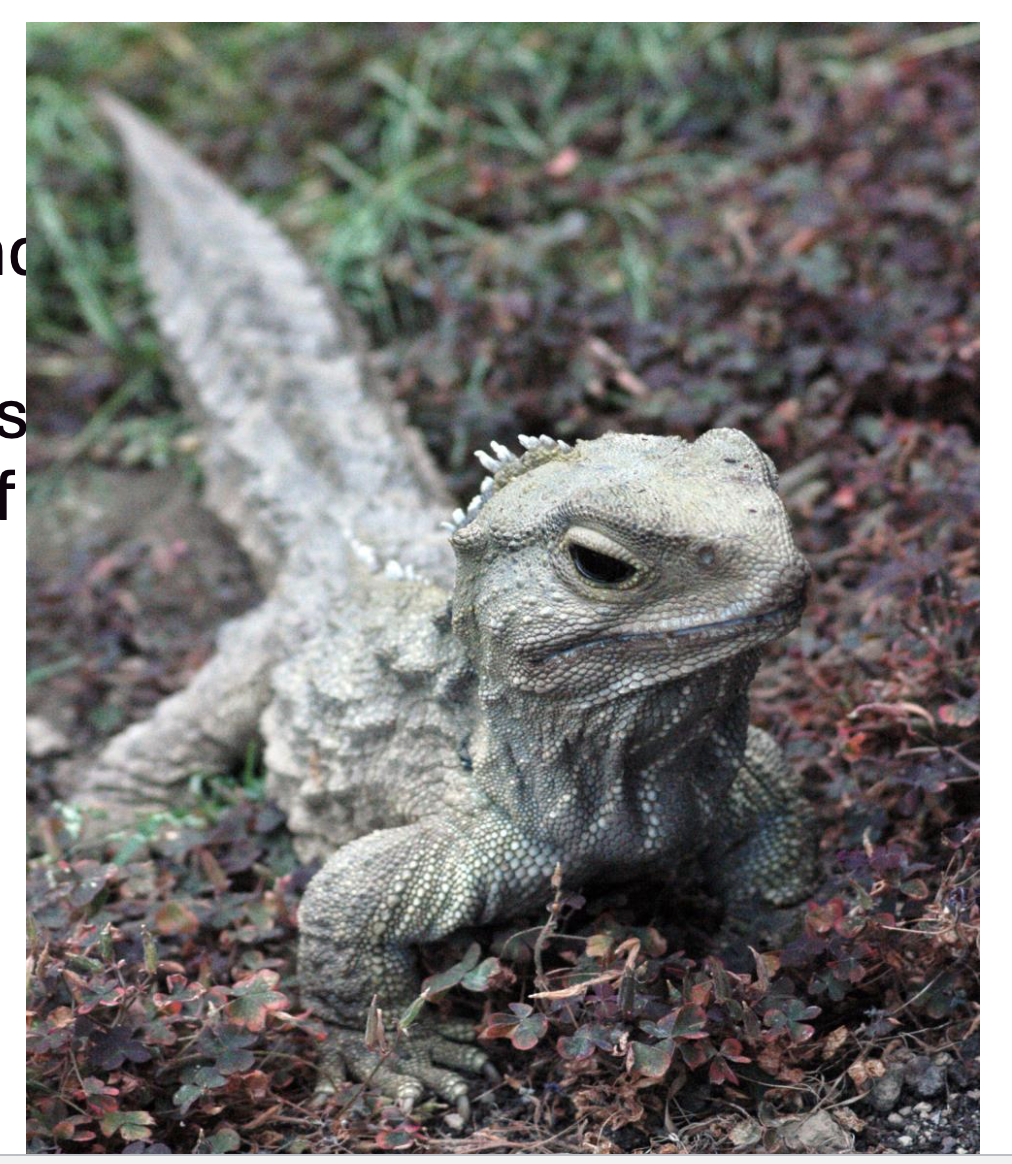 <p>“Tuatara” </p><p>native to New Zealand</p>