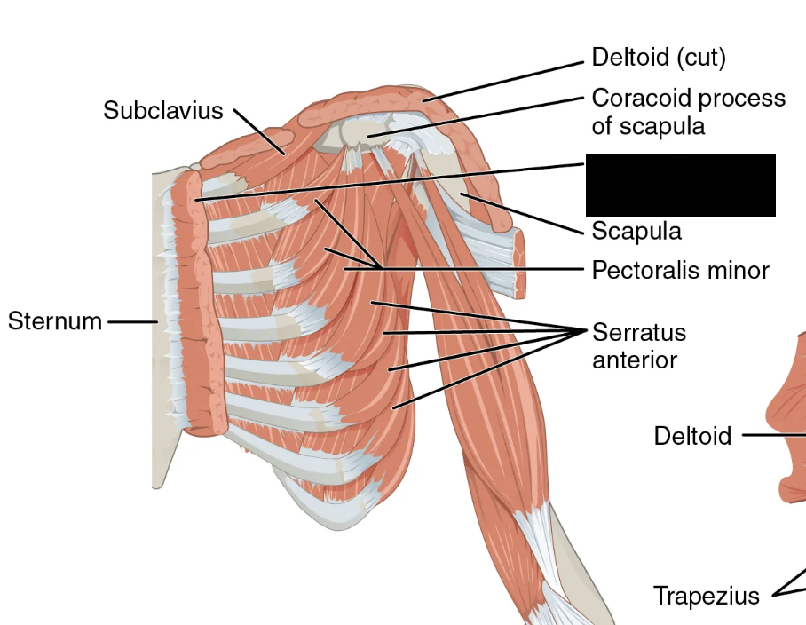 <p>What muscle is this and what is its origin, insertion, and action?</p>