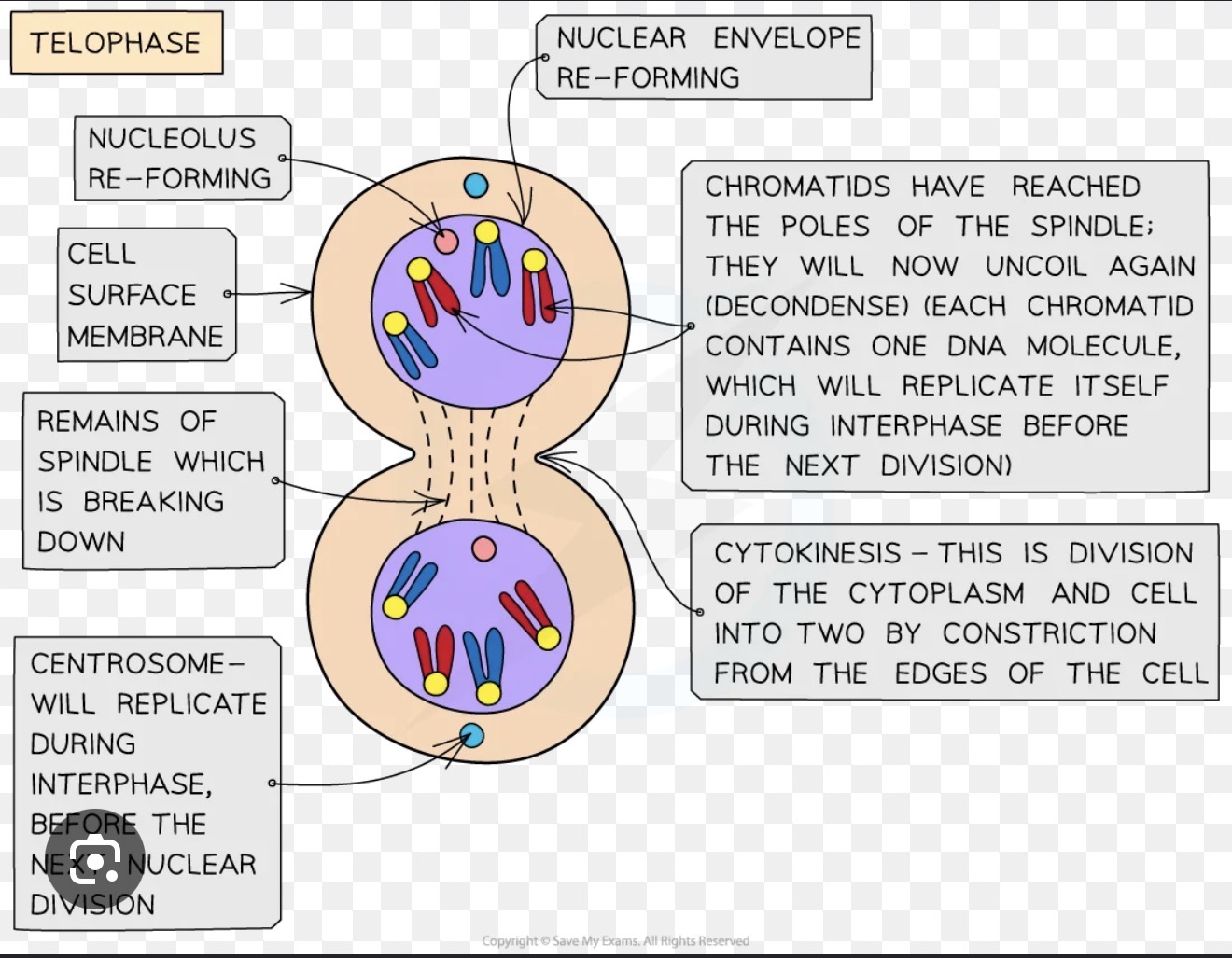 <p>Telophase — chromosomes arrive at the poles and decondense and spindle fibres break down. A nuclear envelope reforms around each set of chromosomes, producing two nuclei.Cytokinesis begins </p>