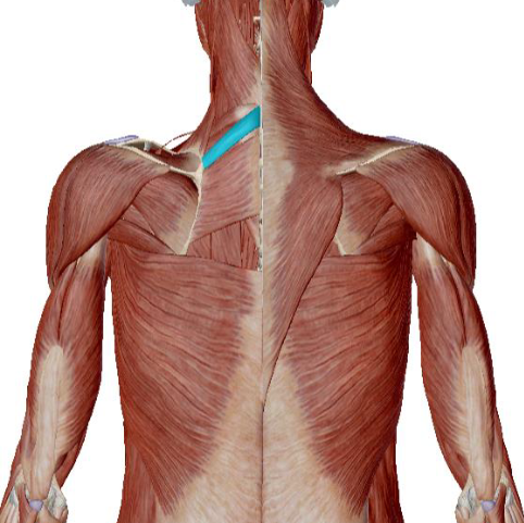 <p>what muscle is this </p>