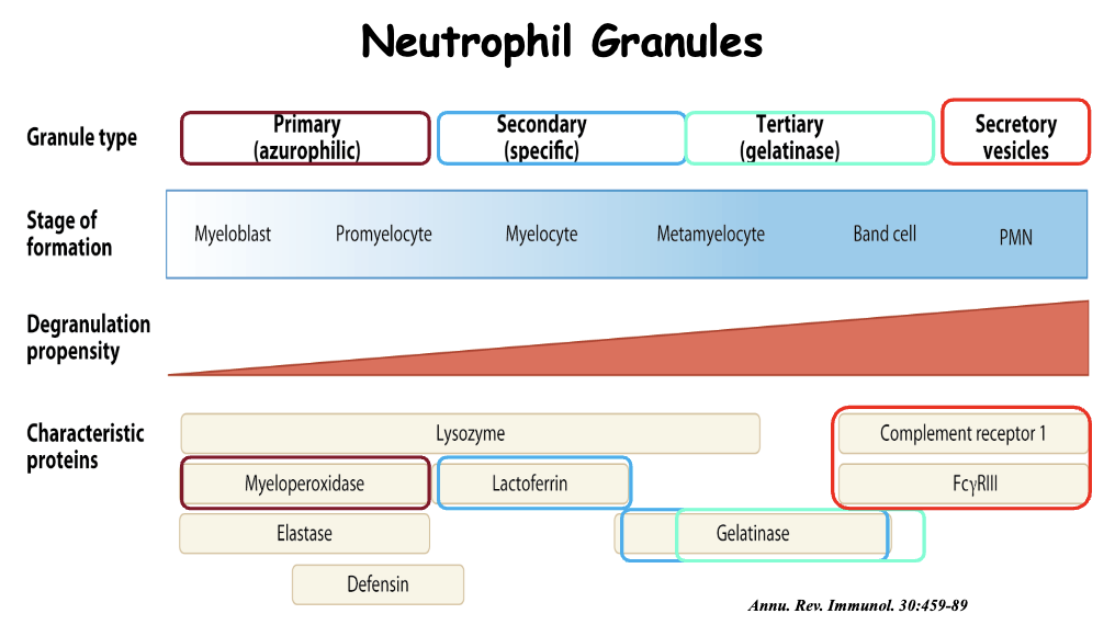 <p>granules appear in neutrophils at different stages</p><p>azurophilic: distinct blue or purple colour (stops at promyelocyte stage)</p><p>gelatinase: marker used to indicate mature neutrophils also known as MMP9</p><p>need for different types of granules: have their own biological functions</p>