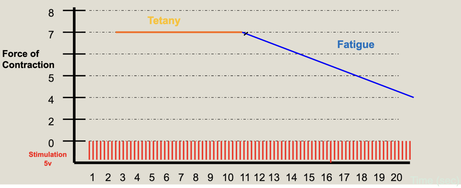 <ul><li><p>Depleted ATP</p></li><li><p>Decrease in ratcheting</p></li><li><p>Decrease in contractile force</p></li></ul><p></p>