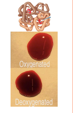 <ul><li><p>O2 loading in lungs </p><ul><li><p>Produces <strong>oxyhemoglobin </strong>(ruby red) </p></li></ul></li><li><p>O2 unloading in tissues </p><ul><li><p>Produces <strong>deoxyhemoglobin </strong>or reduced hemoglobin (dark red) </p></li></ul></li><li><p>CO2 loading in tissues </p><ul><li><p>20% of CO2 in blood binds to Hb → <strong>carbaminohemoglobin </strong></p><ul><li><p><strong>Carb/amino/hemoglobin</strong></p></li></ul></li></ul></li></ul><p></p>