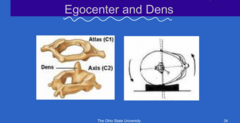 <p>What is the egocenter of the head?</p>