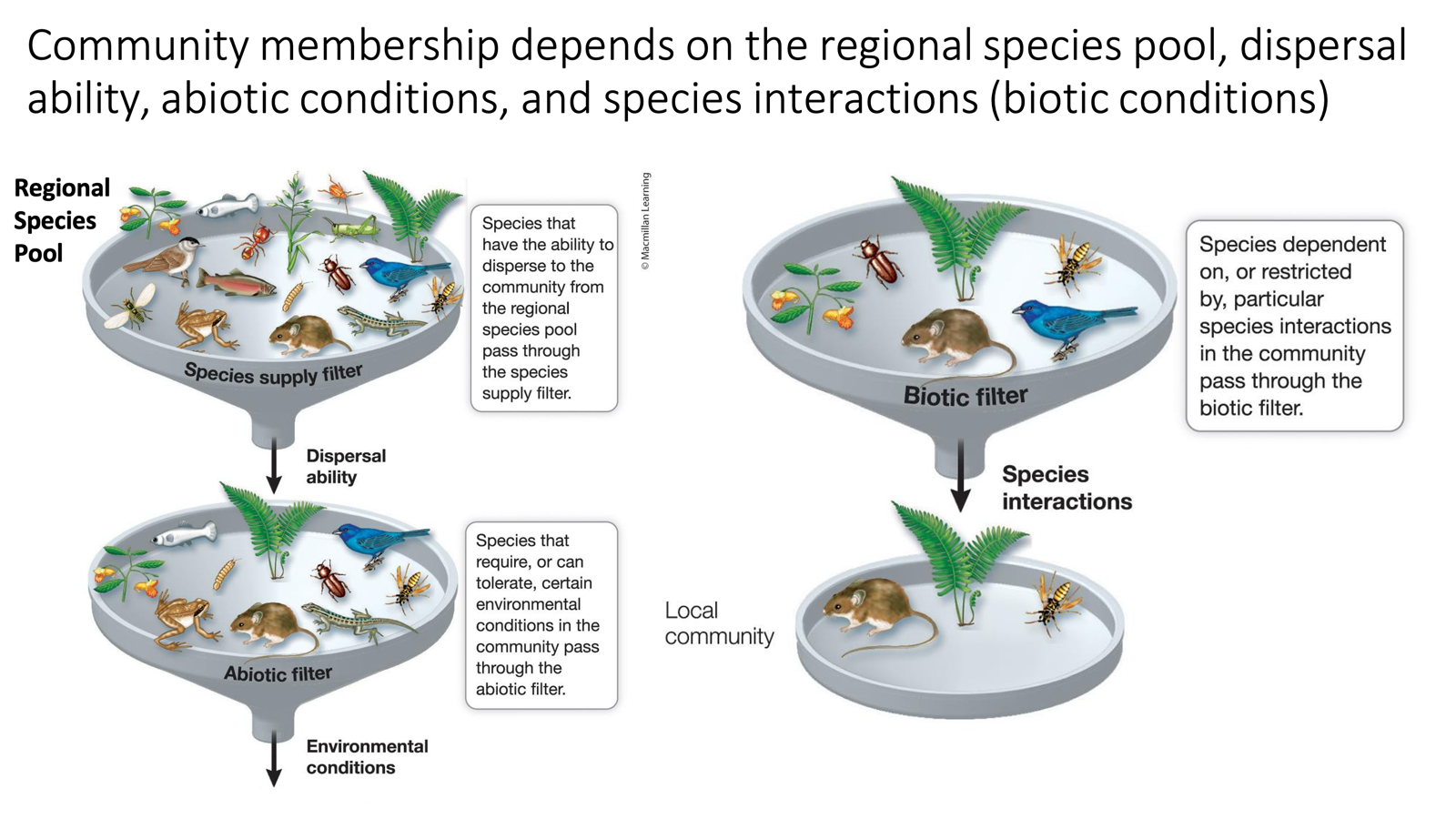 <ul><li><p>There’s many filters that determine community membership:</p><ul><li><p>A. Regional species pool</p></li><li><p>B. Dispersal ability</p></li><li><p>C. Abiotic conditions</p></li><li><p>D. Species interactions</p><ul><li><p>Species that have the ability to disperse to the community from the regional species pool pass through the species supply filter</p></li><li><p>Species that require or can tolerate certain environmental conditions pass through the abiotic filter</p></li><li><p>Species dependent on or restricted by species interactions pass through the biotic filter</p></li></ul></li><li><p>After all species are processed through these filters a local community is produced, which is a small community which interacts very closely and well with each other.</p></li></ul></li></ul><p></p>