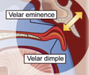 <p>velar movement </p>