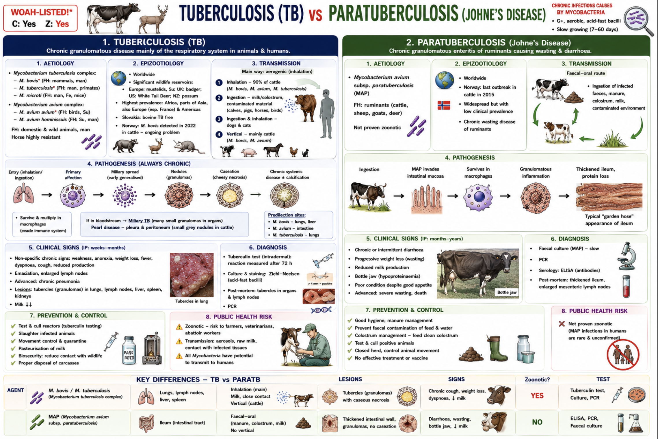 <p><u>Etiology</u></p><ul><li><p><strong>TB:</strong> <em><mark data-color="red" style="background-color: red; color: inherit;">M. bovis (mammals, man), M. tuberculosis (man, car, su), M. avium complex</mark></em><mark data-color="red" style="background-color: red; color: inherit;"> (birds, pigs)</mark></p></li><li><p><strong>ParaTB (Johne’s disease):</strong> <em><mark data-color="red" style="background-color: red; color: inherit;">M. avium</mark></em><mark data-color="red" style="background-color: red; color: inherit;"> subsp. </mark><em><mark data-color="red" style="background-color: red; color: inherit;">paratuberculosis</mark></em></p></li></ul><ul><li><p>Acid-fast, aerobic, very resistant in environment, chronic granulomatous diseases.</p></li></ul><p></p><p><strong>Tuberculosis (TB)</strong></p><p><u>Epizootology</u></p><ul><li><p>Worldwide,<span style="color: red;"> <strong>zoonotic, WOAH-listed.</strong></span></p></li><li><p>Controlled in many countries, but <strong>wildlife reservoirs</strong> persist.</p></li><li><p>Reservoirs:<em> badgers, deer, wild boar, possums.</em></p></li><li><p><em>Slovakia TB-free; Norway had </em>M. bovis reappearance in 2022.</p></li></ul><p><u>Transmission</u></p><ul><li><p><strong>Mainly aerogenic (inhalation).</strong></p></li><li><p>Also milk/feed, vertical transmission, contact with tissues.</p></li></ul><p><u>Pathogenesis</u></p><ul><li><p>Inhalation/ingestion → granulomas/tubercles → caseous necrosis ± calcification → chronic systemic disease.</p></li></ul><p><u>Clinical signs</u></p><ul><li><p>Cattle (M.bovis): Chronic cough, Weight loss, Dyspnoea, Fever, Enlarged LN, <strong>Often asymptomatic</strong></p></li><li><p>Birds (<em>M. avium</em>): Often asymptomatic, Weight loss, ↓ egg production, Bone lesions</p></li><li><p>Pigs: Usually alimentary form, Intestinal lesions/LN lesions, Often asymptomatic</p></li><li><p>Humans: Pulmonary TB with Productive cough, Hemoptysis, Chest pain, Fever, fatigue</p></li></ul><p><u>Diagnosis</u></p><ul><li><p>Tuberculin skin test (main test), IFN-γ test, PM inspection, Histology (granulomas), Ziehl-Neelsen staining, Culture, PCR. (Serology is NOT used for tuberculosis)</p></li></ul><p><u>Public health risk</u></p><ul><li><p>Zoonotic <strong>- Infection from raw milk, meat, aerosols</strong>. Risk groups: vets, farmers, slaughterhouse workers. <em>M. bovis</em> is resistant to pyrazinamide.</p></li></ul><p></p><p><strong>Paratuberculosis (Johne’s disease)</strong></p><p><u>Epizootology</u></p><ul><li><p>Worldwide, chronic wasting disease of ruminants. High economic losses<strong>. Not officially zoonotic.</strong></p></li></ul><p><u>Transmission</u></p><ul><li><p>Ingestion of contaminated milk, colostrum, faeces. Vertical transmission possible. Faecal shedding before clinical signs.</p></li></ul><p><u>Pathogenesis</u></p><ul><li><p>MAP in ileum/Peyer’s patches → granulomatous enteritis → malabsorption/protein loss.</p></li></ul><p><u>Clinical signs</u></p><ul><li><p>Adult ruminants: Chronic watery diarrhoea, Progressive weight loss despite appetite, ↓ milk production, Bottle jaw, Cachexia</p></li><li><p>Young animals: Usually infected young, Clinical disease appears in adulthood (long incubation).</p></li></ul><p>Diagnosis</p><ul><li><p>History + CS, ELISA (important screening test), PCR, Faecal culture, Histology, Tuberculin test with avian tuberculin</p></li></ul><p></p><p><strong>a) Prevention, control, outbreak measures, legislation</strong></p><p><u>Legislation:</u> Regulation (EU) 2016/429, Commission Delegated Regulation (EU) 2020/689, Commission Implementing Regulation (EU) 2020/200</p><p><u>Prevention & control</u></p><ul><li><p>Veterinary supervision of animal movement, Quarantine of healthy animals, Tuberculin testing (TB), Surveillance/screening, PM meat inspection, Pasteurisation of milk, Biosecurity & hygiene, Identification & traceability, Movement restrictions</p></li></ul><p><u>Outbreak/suspicion</u></p><ul><li><p>Mandatory reporting, Isolation of suspect animals, Testing, Test & slaughter / depopulation, Rendering plant disposal, Epidemiological investigation, Final disinfection, Observation period (~110 d)</p></li></ul><p></p><p><strong>b) Sanitation, focal disinfection, <mark data-color="purple" style="background-color: purple; color: inherit;">activation of disinfectants</mark></strong></p><p><u>Environmental resistance</u></p><p>TB: Soil: 4 y, Pasture: 2 y, Water: 2 y, Slurry: 100–200 d</p><p>ParaTB: Soil: 11 mo, Faeces: 240 d</p><p><u>Focal disinfection:</u> <strong>Chloramine T</strong> 6–10%, <strong>Peracetic acid</strong> 1%, <strong>Alkaline formalin</strong> 3%,</p><p>Environmental disinfection; Glutaraldehyde 2%, Formaldehyde, lime powder</p><p>Disinfection of objects: <strong>Sodium hypochlorite</strong> 2%</p><p><u>Excrements/slurry: </u><strong>0.3% peracetic acid, 3% lime,</strong> Slurry storage >6 months</p><p><u><mark data-color="purple" style="background-color: purple; color: inherit;">Activation of disinfectants:</mark></u></p><p>Activation of disinfectants means<strong> increasing disinfectant efficacy</strong> by heating, adding alkalis/detergents, and removing organic material before disinfection!</p><ul><li><p><strong>Heating:</strong> Chloramine T: 50–60°C, NaOH: 70–80°C</p></li><li><p><strong>Addition of detergents: </strong>sodium carbonate added to water (Detergents help disinfectants penetrate fat-rich mycobacterial cell walls)</p></li><li><p><strong>Alkaline formaldehyde</strong> = NaOH + formaldehyde</p></li></ul><p>Factors decreasing efficacy: Organic matter, Low temperature</p>