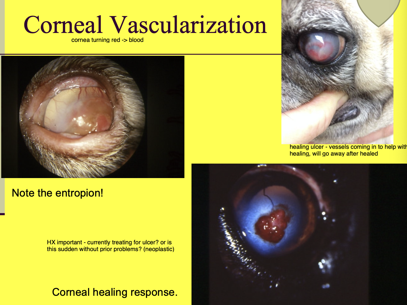 <p>healing ulcer </p><p>neoplastic </p>