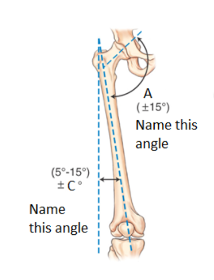 <p>neck to shaft angle (A)</p>