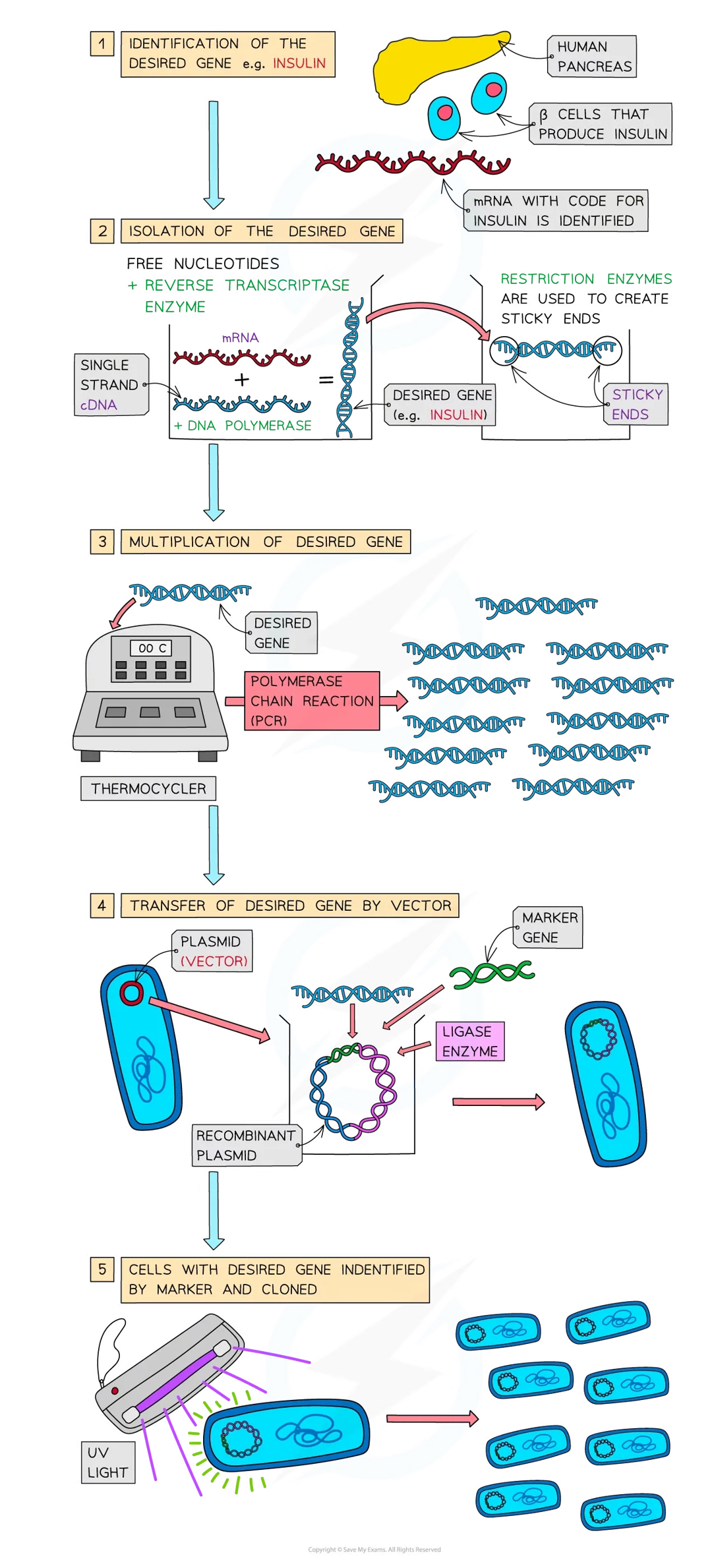<ul><li><p>identification of the desired gene</p></li><li><p>isolation of the desired gene by:</p><ul><li><p>cutting from a chromosomes using enzymes (restriction endonucleases)</p></li><li><p>using reverse transcriptase to make a single strand of complementary DNA (cDNA) from mRNA</p></li><li><p>creating the gene artificially using nucleotides</p></li></ul></li><li><p>multiplication of the gene (using polymerase chain reaction - PCR)</p></li><li><p>transfer into the organism using a vector (e.g. plasmids, viruses, liposomes)</p></li><li><p>identification of the cells with the new gene (by using a marker), which is then cloned.</p></li></ul><p></p>