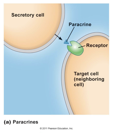 <p><span>involves 2 cells that are very close to each other, but are not touching</span></p>