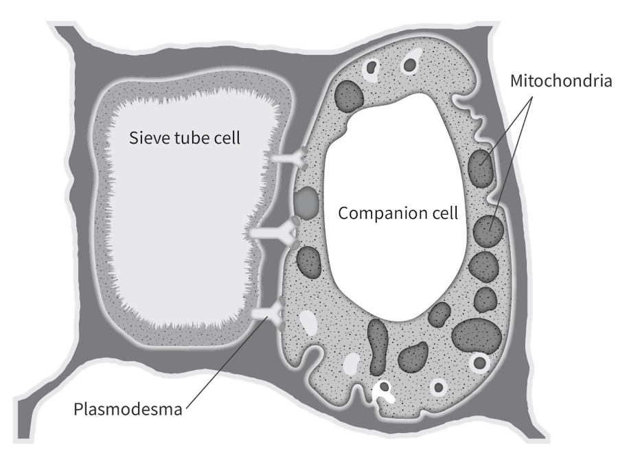 <p>Plasmodesmata</p>