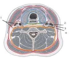 <p>deep fascia that covers the common carotid artery, vagus nerve, and internal jugular vein</p>