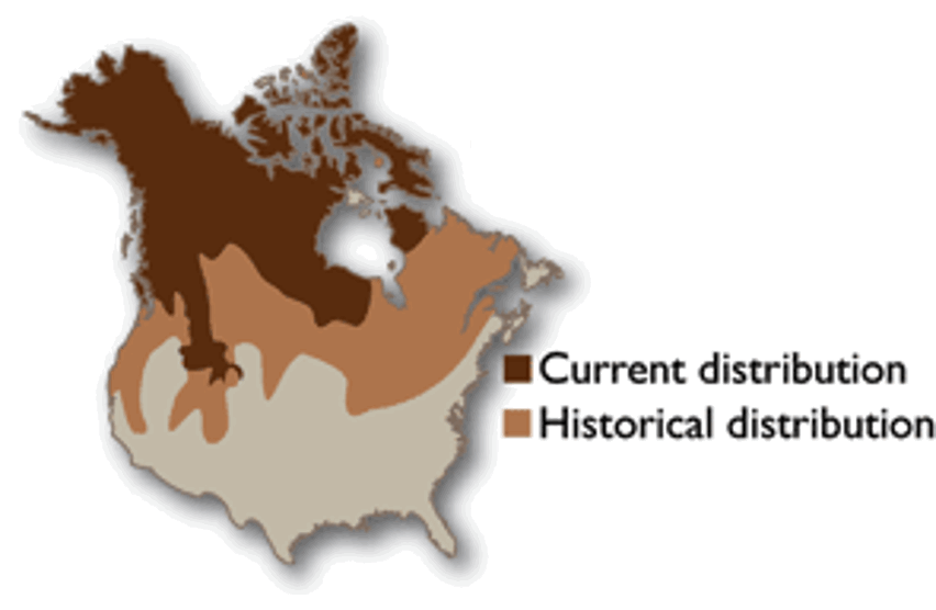 <p>Wolverine</p><p>small to large mammals, rats to deer, some veg</p><p>forest and tundra</p>