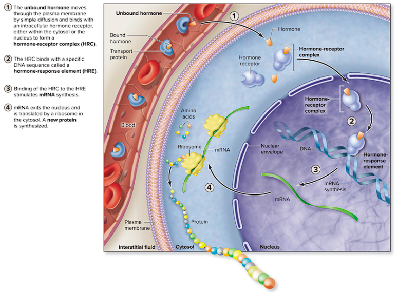 <p>Hydrophoic hormones mechanism of action</p>