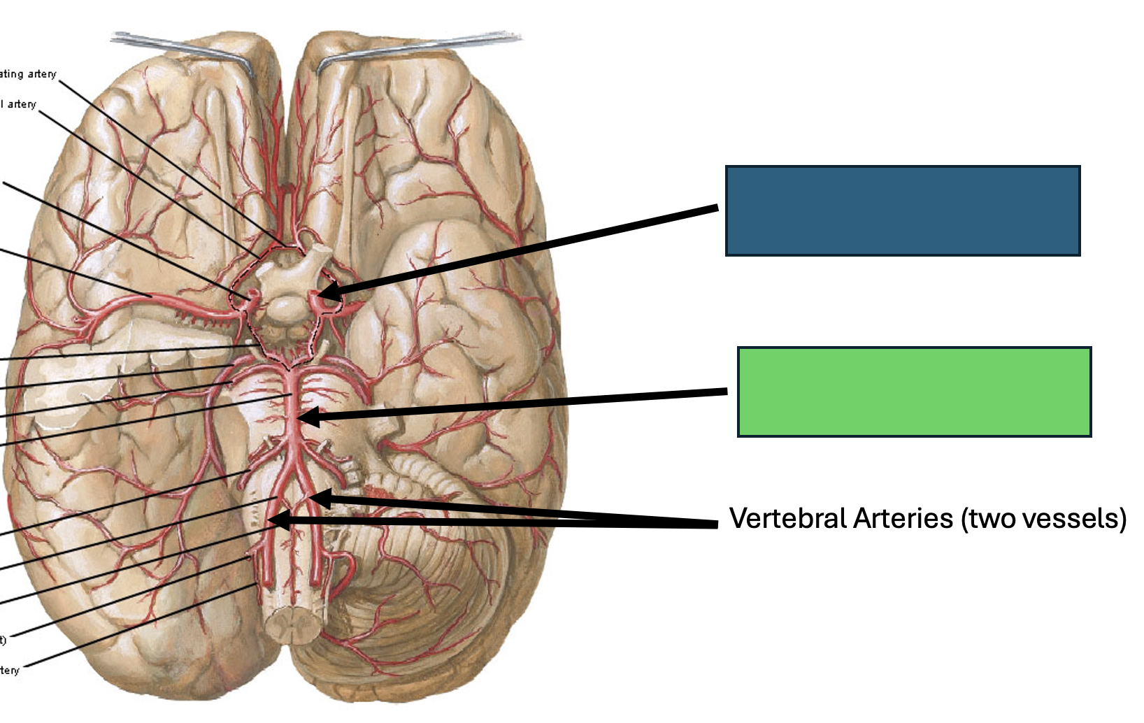 <p>Vertebral arteries (2 vessels)</p>
