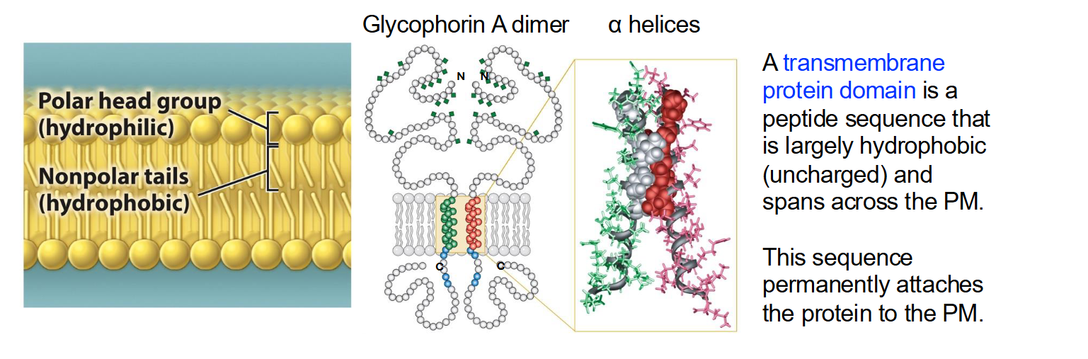 <ul><li><p>A transmembrane domain is a peptide sequence that is largely <strong>hydrophobic (uncharged)</strong> and spans the plasma membrane, permanently attaching the protein to it.</p></li><li><p>The <strong>alpha helix </strong>is the most common structural element used to cross biological membranes.</p></li><li><p>The spiral shape allows the protein to "hide" its polar backbone on the inside while exposing its "greasy" side chains to the membrane lipids.</p></li></ul><p></p>
