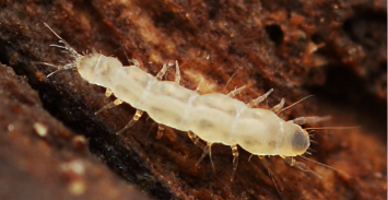 <ul><li><p>Part of myriapoda subphylum</p></li><li><p>0.5-2mm</p></li><li><p>Over 800 species worldwide</p></li><li><p>Soil and leaf litter dwelling arthropods</p></li></ul><p></p>