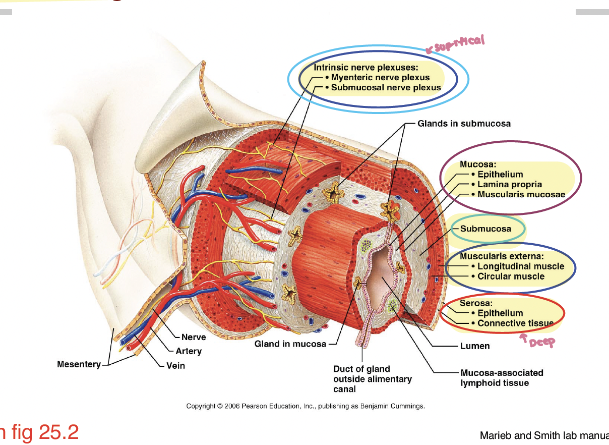 <p>serous membrane covering most of the muscularis externa </p>