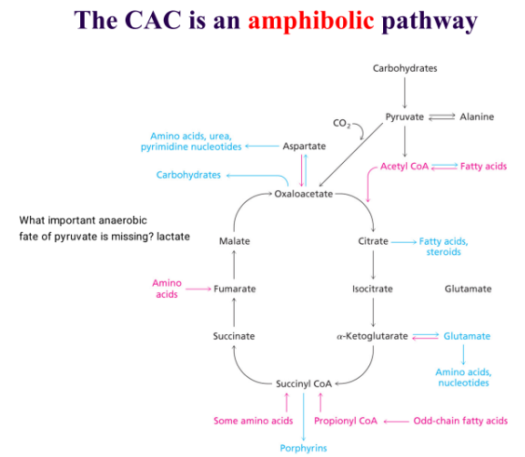 <ul><li><p>fats burn in the flames of carbohydrates </p></li><li><p>cant primarily use fats for energy bc its so slow, so you need a balance of fatty acids and carbs</p></li><li><p>you need to breakdown carbohydrates at the same time </p></li></ul><p></p>
