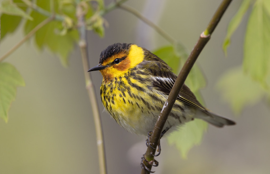 <p>Cape May Warbler</p>