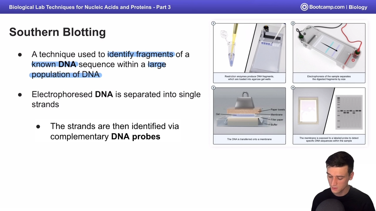 <p>DONE FOR DNA </p><p></p><p>Identify fragments of known DNA sequence within a large population of DNA </p><p></p><p></p><p>electrophoresized DNA is seperated into single stands, put onto a filter, and that filter is then exposed to DNA probes,</p><p></p><p>all the non probed DNA are then washed off </p>