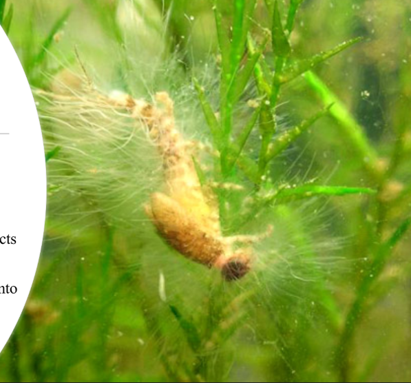 <p>Live on dead organic matter</p><p>Can be parasitic to fish, insects and plants</p><p>Extend fungus like threads into host tissues for feeding</p>
