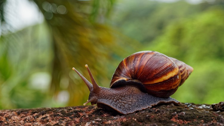 <p>Ist die Schnecke langsam oder schnell?</p>