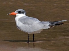 <p>What is the order, family, and species?</p>