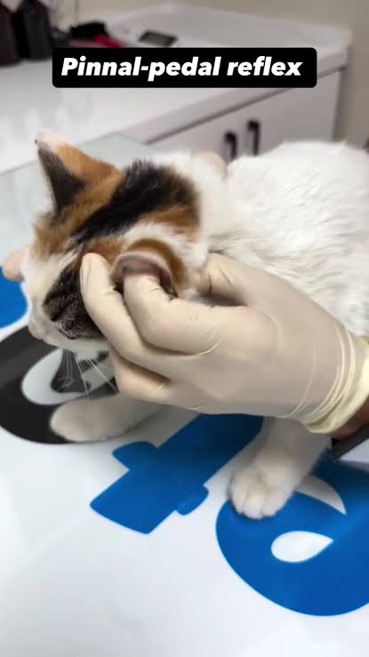<p>Ear-pedal reflex</p>
