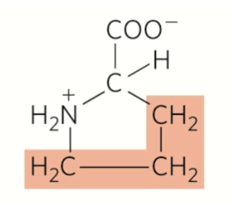 <p>proline</p><p>nonpolar</p><p>hydrophobic</p><p>aliphatic (non-aromatic)</p><p>stabilize on insides via hydrophobic interactions</p>